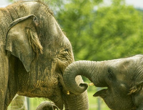 Responsible Elephant Tourism in Thailand: Choosing Ethical Sanctuaries