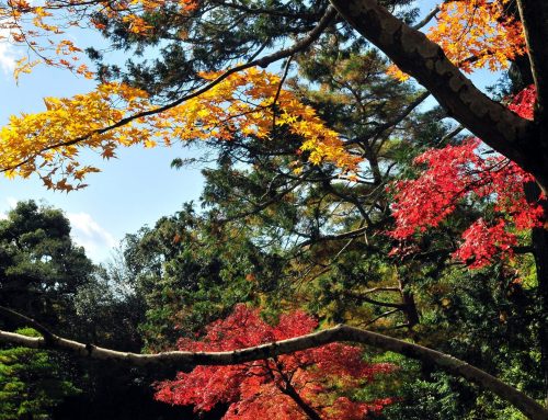 Why You Must Visit Japan in Autumn