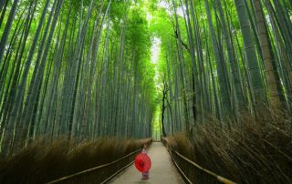 Bamboo groves Japan by walter-mario-stein - Unsplash
