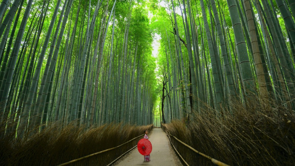 Bamboo groves Japan by walter-mario-stein - Unsplash