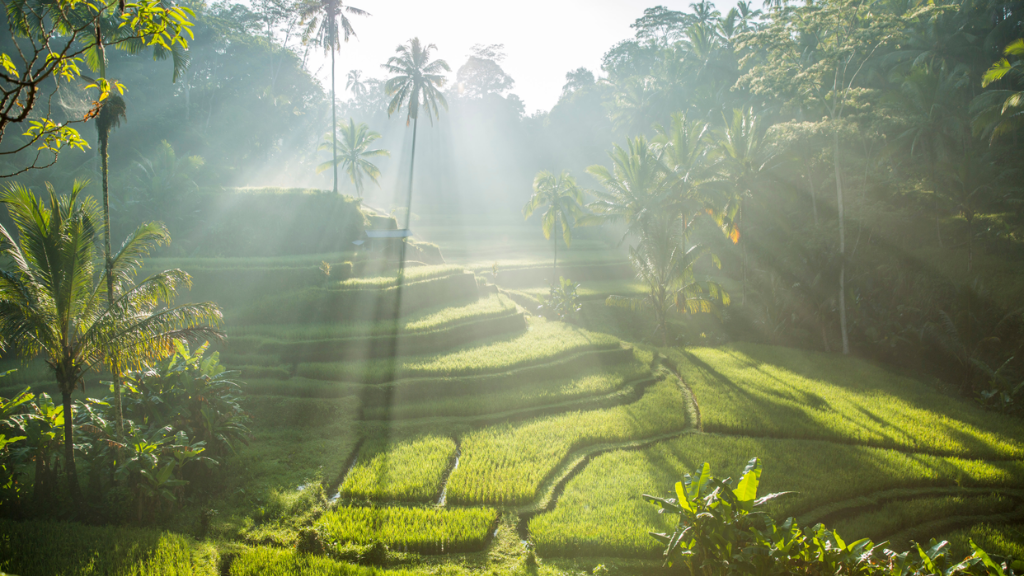 Bali Rice Fields Indonesia