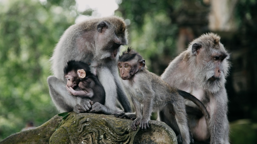 Monkeys-in-Ubud-Sacred-Monkey-Forest.-Bali-Indonesia-Stock-image-1024x576
